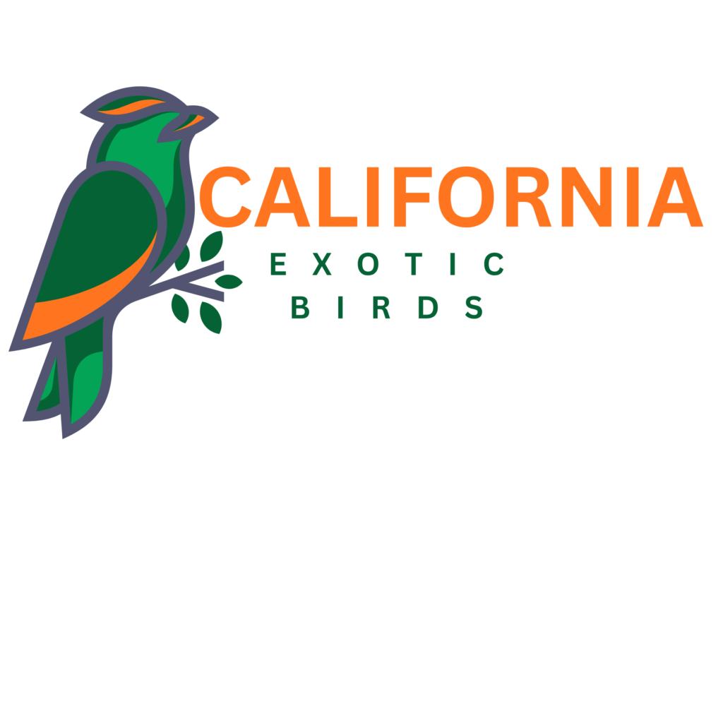 Buy exotic birds california